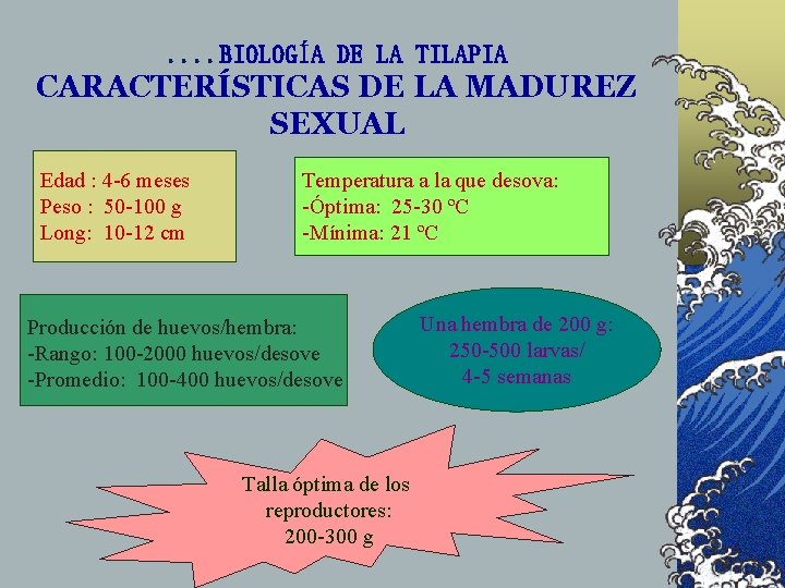 . . BIOLOGÍA DE LA TILAPIA CARACTERÍSTICAS DE LA MADUREZ SEXUAL Edad : 4 . . BIOLOGÍA DE LA TILAPIA CARACTERÍSTICAS DE LA MADUREZ SEXUAL Edad : 4