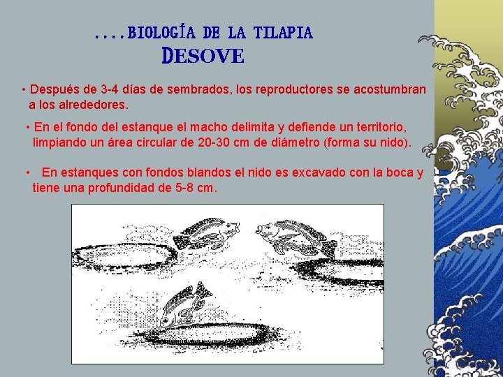 . . BIOLOGÍA DE LA TILAPIA DESOVE • Después de 3 -4 días de