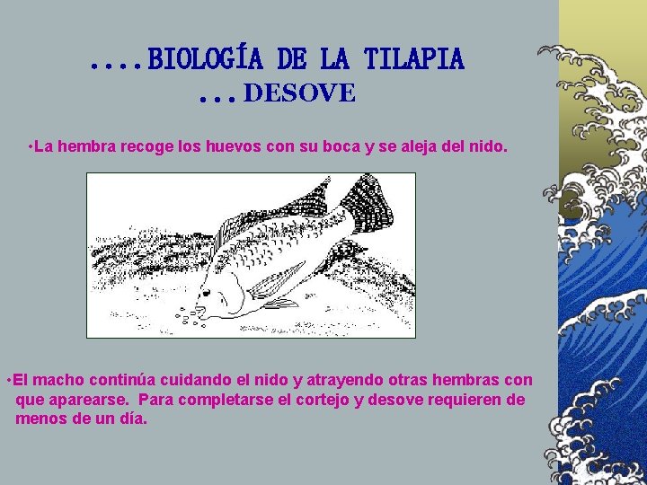 . . BIOLOGÍA DE LA TILAPIA. . . DESOVE • La hembra recoge los