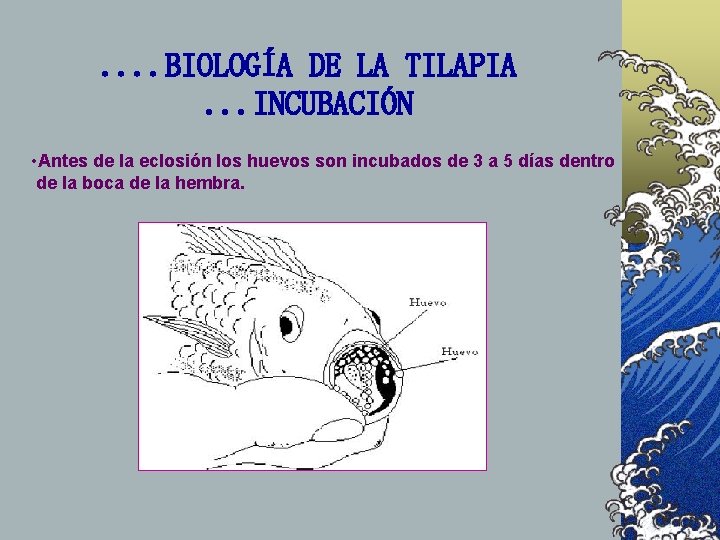 . . BIOLOGÍA DE LA TILAPIA. . . INCUBACIÓN • Antes de la eclosión . . BIOLOGÍA DE LA TILAPIA. . . INCUBACIÓN • Antes de la eclosión