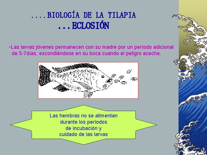 . . BIOLOGÍA DE LA TILAPIA . . . ECLOSIÓN • Las larvas jóvenes