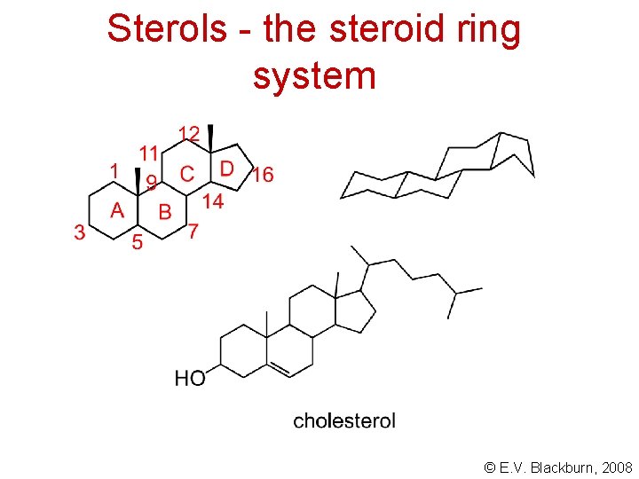 Sterols - the steroid ring system © E. V. Blackburn, 2008 