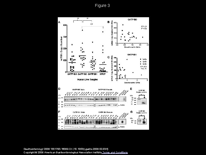 Figure 3 Gastroenterology 2006 1301793 -1806 DOI: (10. 1053/j. gastro. 2006. 02. 034) Copyright