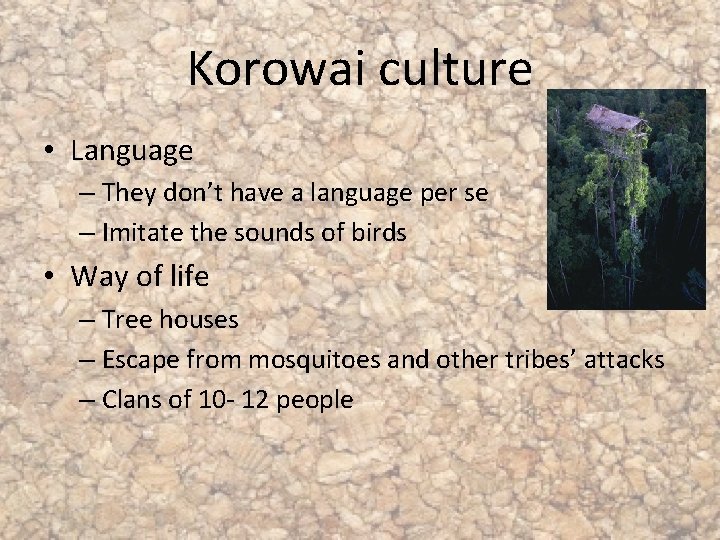 Korowai culture • Language – They don’t have a language per se – Imitate