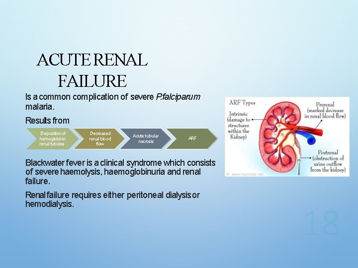 ACUTE RENAL FAILURE Is a common complication of severe P. falciparum malaria. Results from