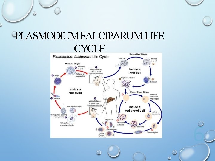 PLASMODIUM FALCIPARUM LIFE CYCLE 