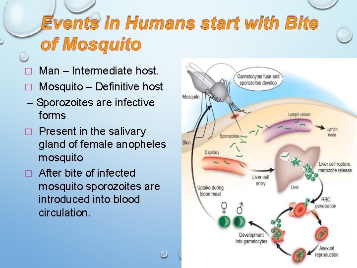 Man – Intermediate host. � Mosquito – Definitive host – Sporozoites are infective forms