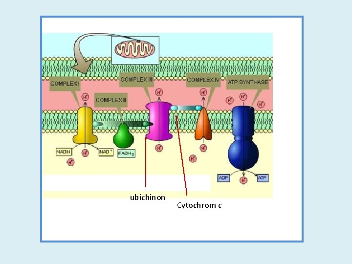 ubichinon Cytochrom c 