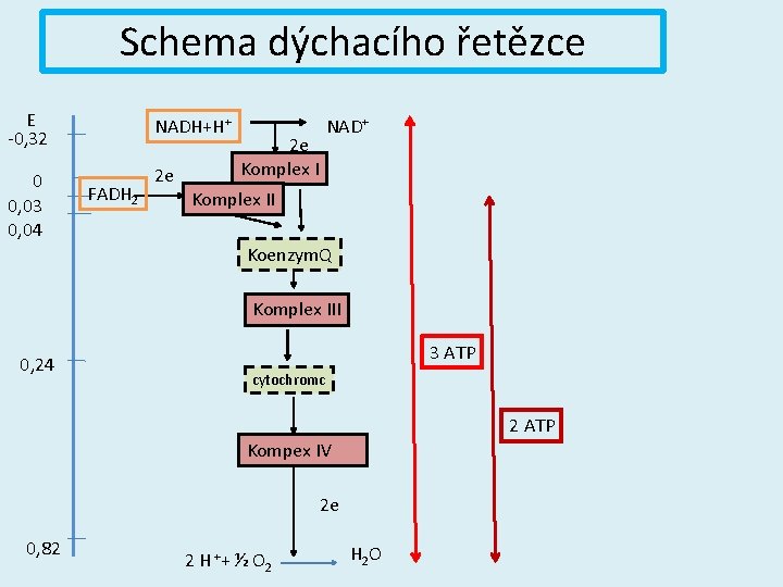 Schema dýchacího řetězce E -0, 32 NADH+H+ 0 0, 03 0, 04 2 e