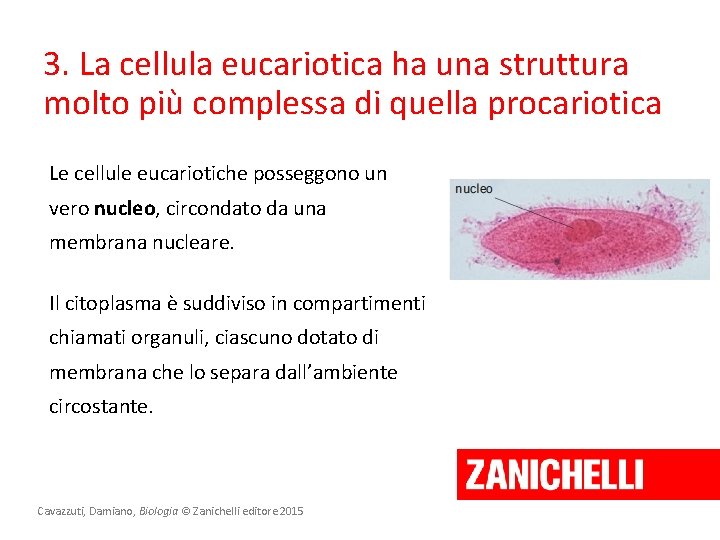 3. La cellula eucariotica ha una struttura molto più complessa di quella procariotica Le