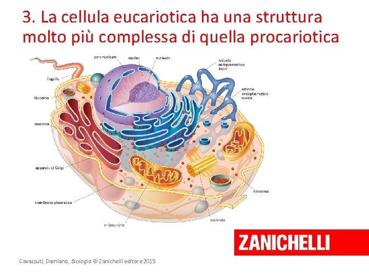 3. La cellula eucariotica ha una struttura molto più complessa di quella procariotica Cavazzuti,