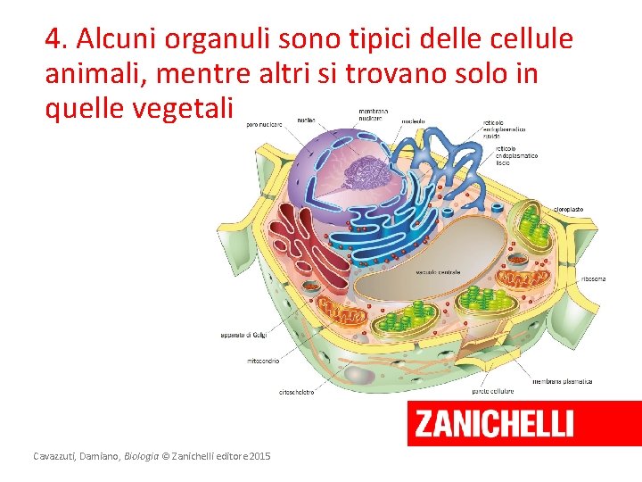 4. Alcuni organuli sono tipici delle cellule animali, mentre altri si trovano solo in