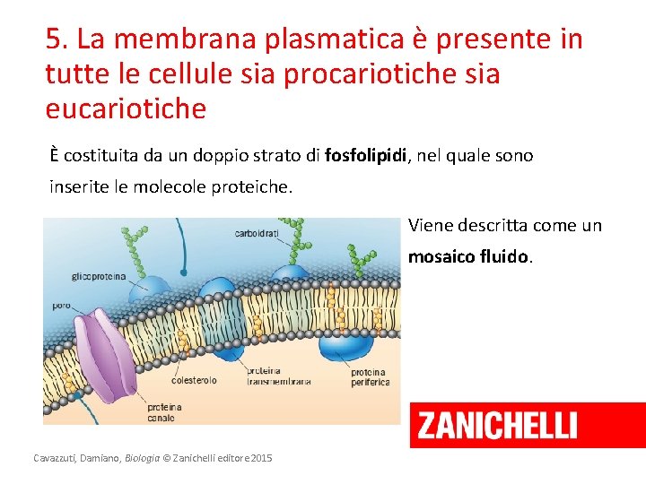 5. La membrana plasmatica è presente in tutte le cellule sia procariotiche sia eucariotiche