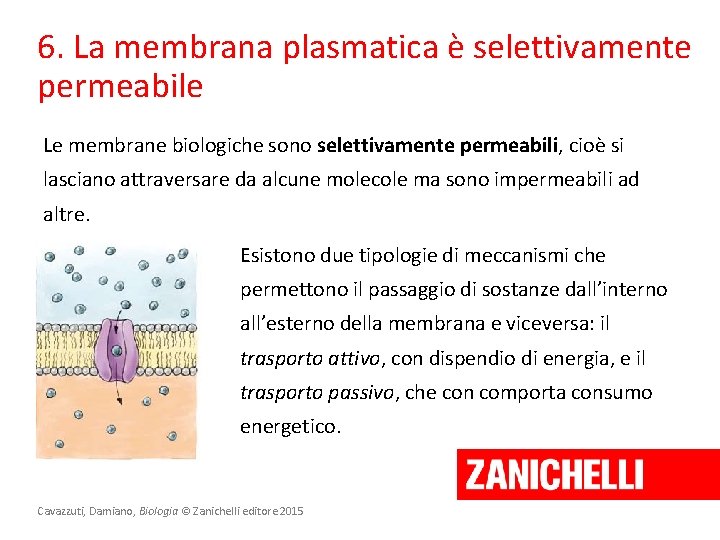 6. La membrana plasmatica è selettivamente permeabile Le membrane biologiche sono selettivamente permeabili, cioè