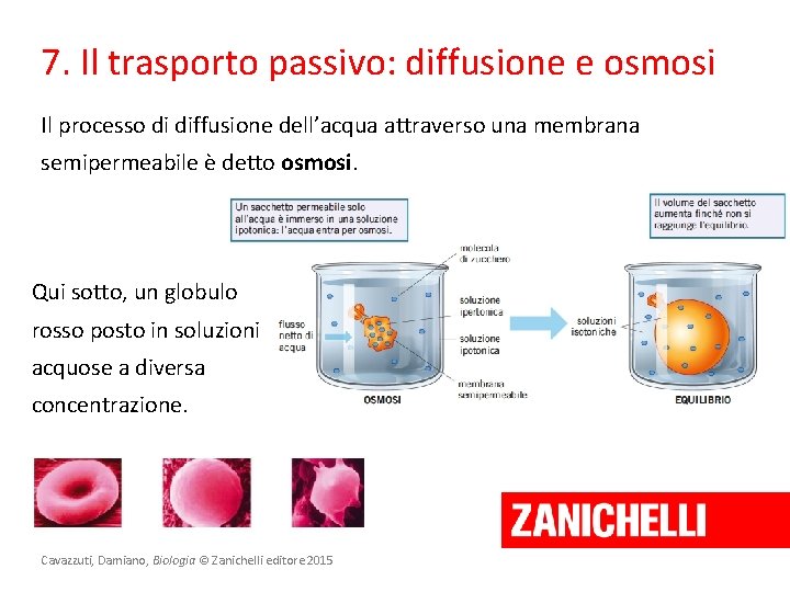 7. Il trasporto passivo: diffusione e osmosi Il processo di diffusione dell’acqua attraverso una