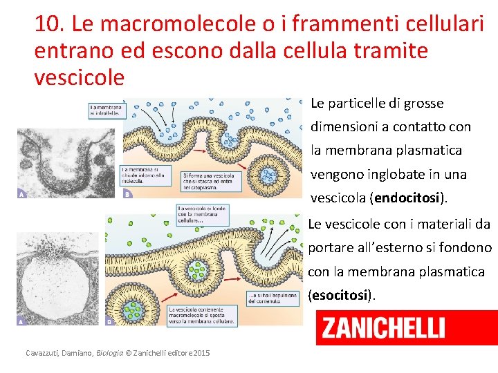 10. Le macromolecole o i frammenti cellulari entrano ed escono dalla cellula tramite vescicole