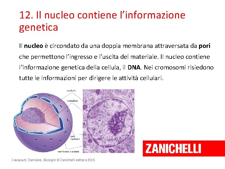 12. Il nucleo contiene l’informazione genetica Il nucleo è circondato da una doppia membrana