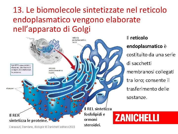 13. Le biomolecole sintetizzate nel reticolo endoplasmatico vengono elaborate nell’apparato di Golgi Il reticolo