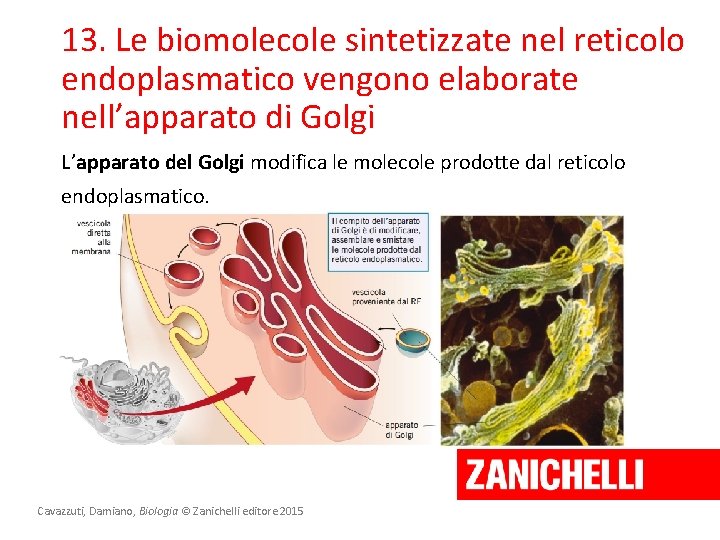 13. Le biomolecole sintetizzate nel reticolo endoplasmatico vengono elaborate nell’apparato di Golgi L’apparato del