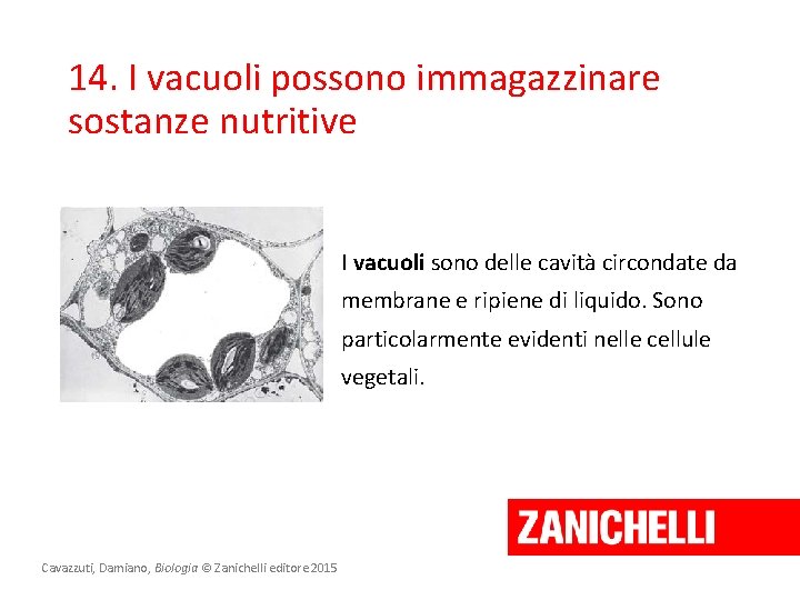 14. I vacuoli possono immagazzinare sostanze nutritive I vacuoli sono delle cavità circondate da