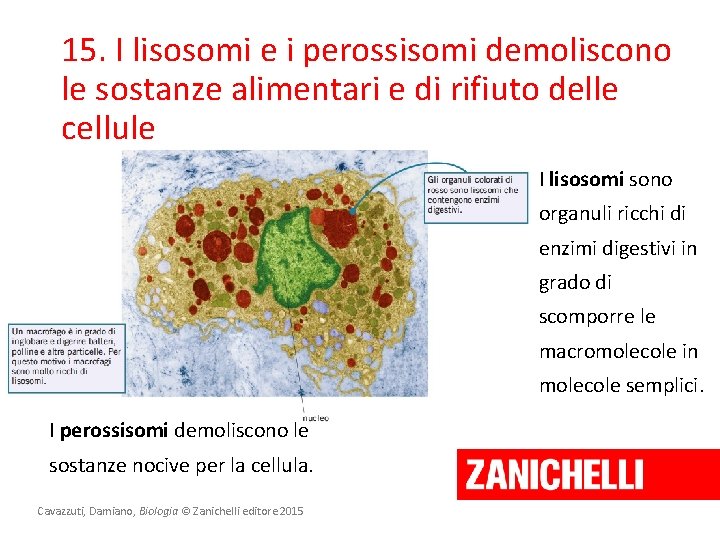 15. I lisosomi e i perossisomi demoliscono le sostanze alimentari e di rifiuto delle