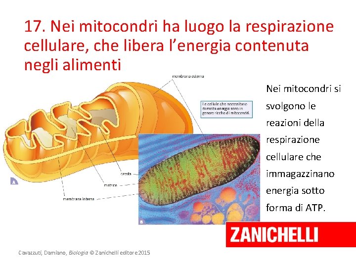 17. Nei mitocondri ha luogo la respirazione cellulare, che libera l’energia contenuta negli alimenti
