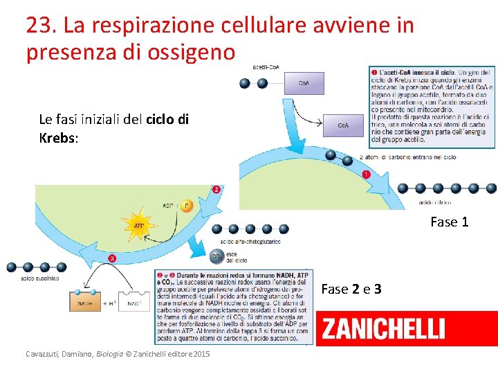 23. La respirazione cellulare avviene in presenza di ossigeno Le fasi iniziali del ciclo