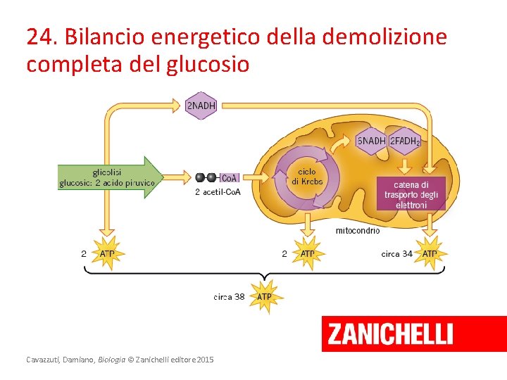 24. Bilancio energetico della demolizione completa del glucosio Cavazzuti, Damiano, Biologia © Zanichelli editore