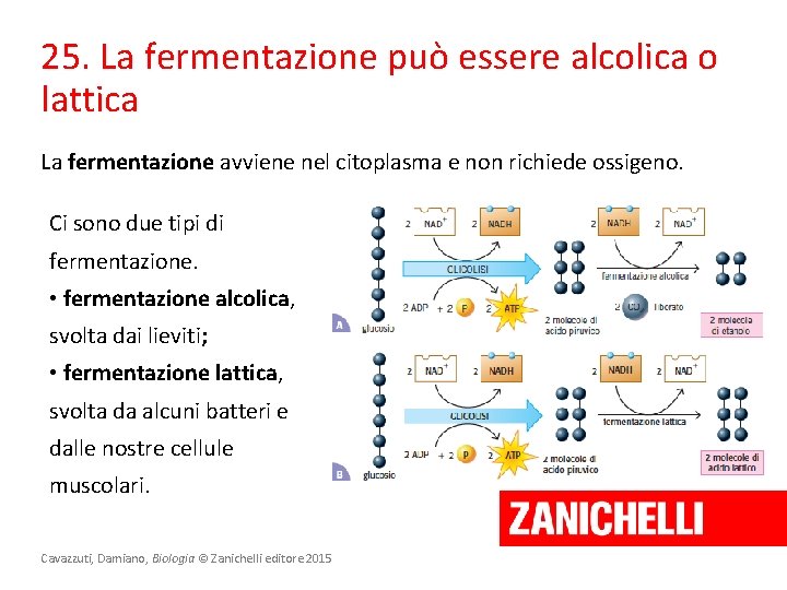 25. La fermentazione può essere alcolica o lattica La fermentazione avviene nel citoplasma e