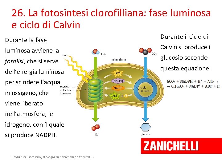 26. La fotosintesi clorofilliana: fase luminosa e ciclo di Calvin Durante la fase luminosa