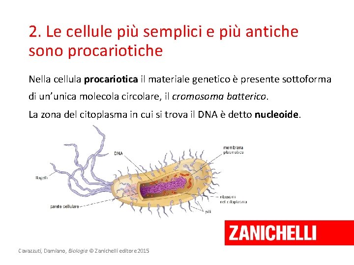 2. Le cellule più semplici e più antiche sono procariotiche Nella cellula procariotica il