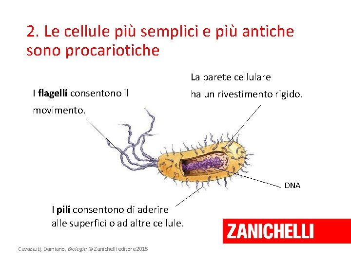 2. Le cellule più semplici e più antiche sono procariotiche La parete cellulare I