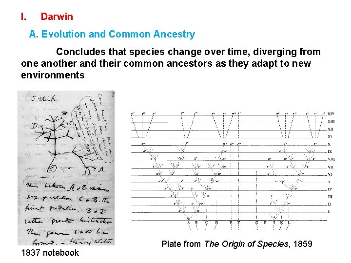 I. Darwin A. Evolution and Common Ancestry Concludes that species change over time, diverging