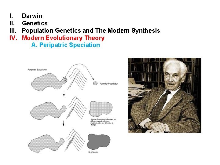 I. III. IV. Darwin Genetics Population Genetics and The Modern Synthesis Modern Evolutionary Theory