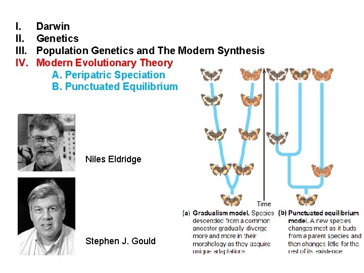 I. III. IV. Darwin Genetics Population Genetics and The Modern Synthesis Modern Evolutionary Theory