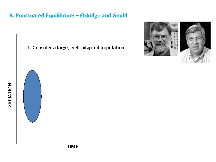 B. Punctuated Equilibrium – Eldridge and Gould VARIATION 1. Consider a large, well-adapted population