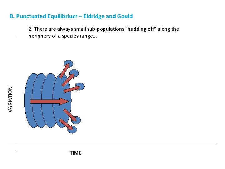 B. Punctuated Equilibrium – Eldridge and Gould VARIATION 2. There always small sub-populations "budding