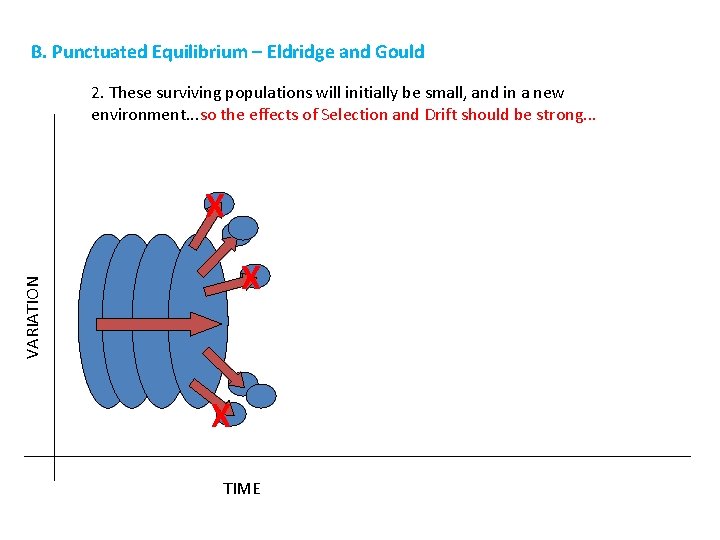 B. Punctuated Equilibrium – Eldridge and Gould 2. These surviving populations will initially be