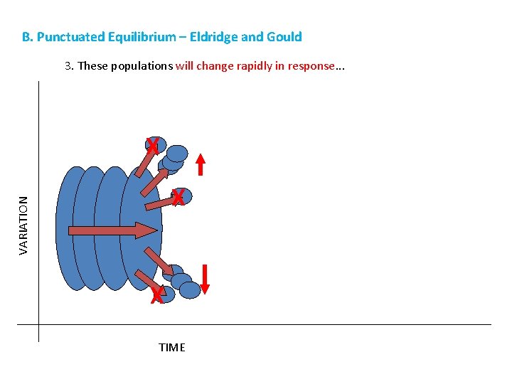 B. Punctuated Equilibrium – Eldridge and Gould 3. These populations will change rapidly in