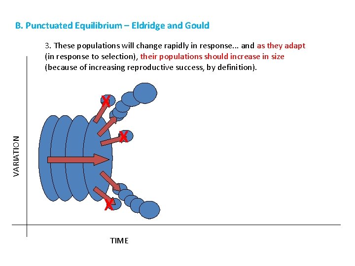 B. Punctuated Equilibrium – Eldridge and Gould 3. These populations will change rapidly in