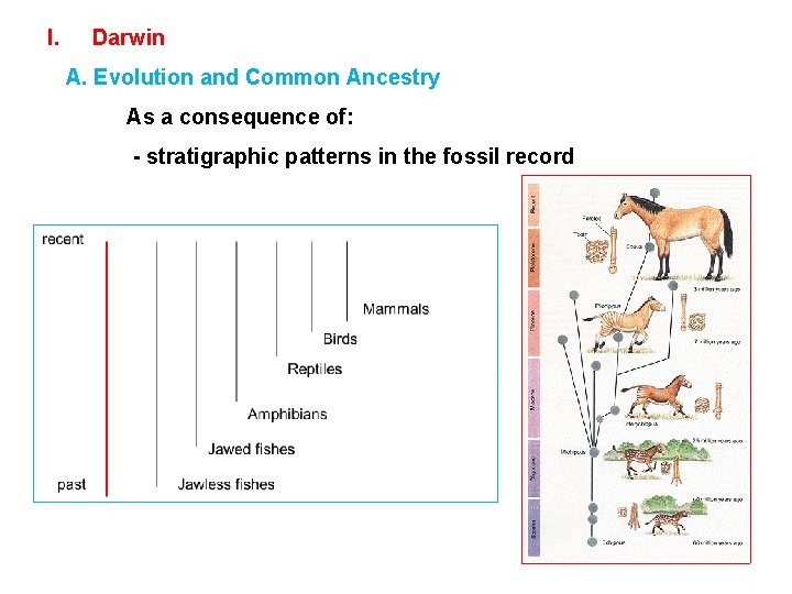 I. Darwin A. Evolution and Common Ancestry As a consequence of: - stratigraphic patterns