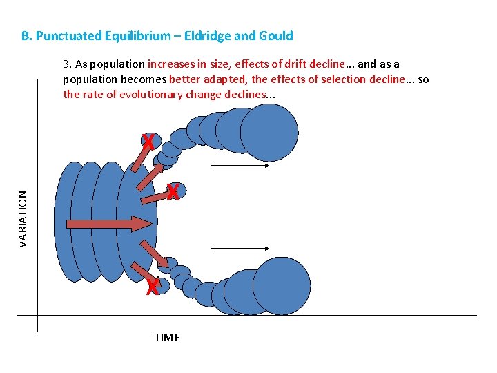 B. Punctuated Equilibrium – Eldridge and Gould 3. As population increases in size, effects