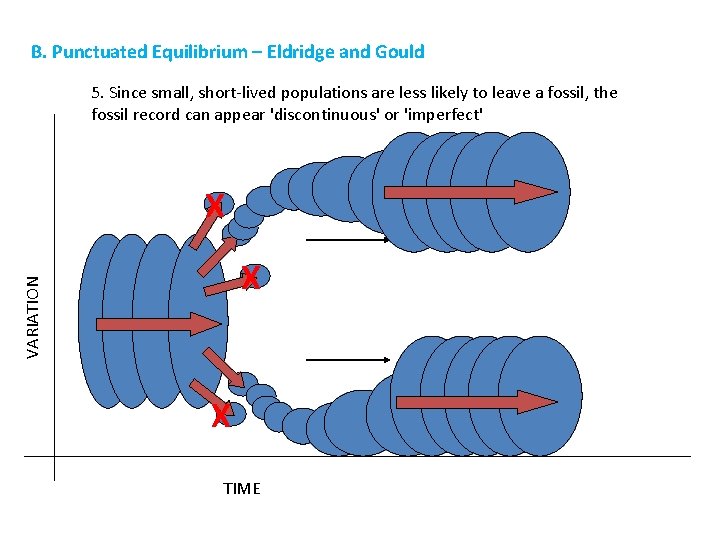 B. Punctuated Equilibrium – Eldridge and Gould 5. Since small, short-lived populations are less