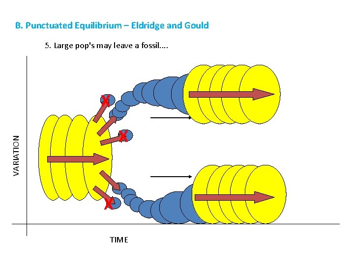 B. Punctuated Equilibrium – Eldridge and Gould 5. Large pop's may leave a fossil.