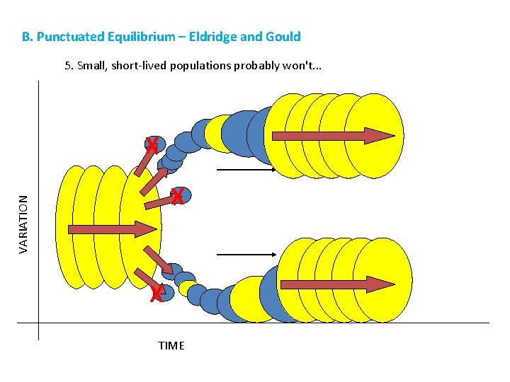 B. Punctuated Equilibrium – Eldridge and Gould 5. Small, short-lived populations probably won't. .