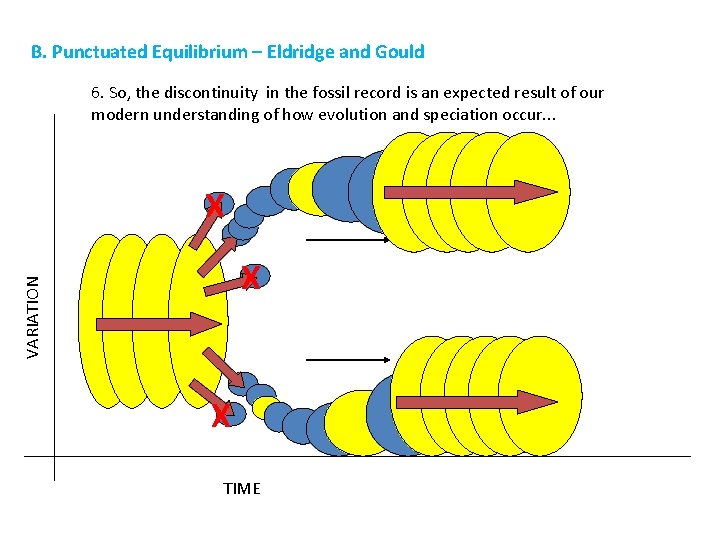 B. Punctuated Equilibrium – Eldridge and Gould 6. So, the discontinuity in the fossil