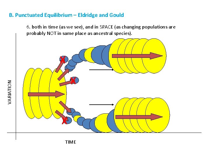 B. Punctuated Equilibrium – Eldridge and Gould 6. both in time (as we see),