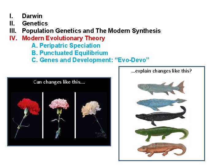 I. III. IV. Darwin Genetics Population Genetics and The Modern Synthesis Modern Evolutionary Theory