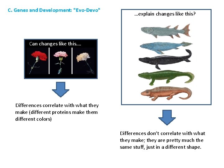 C. Genes and Development: "Evo-Devo" …explain changes like this? Can changes like this…. Differences