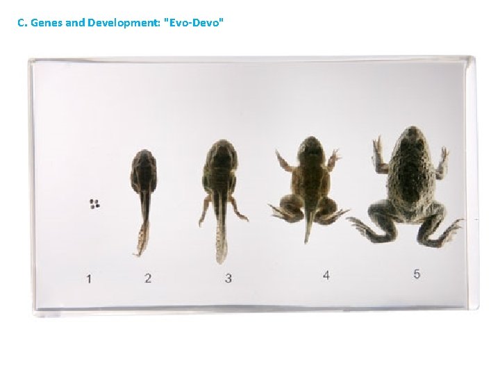 C. Genes and Development: "Evo-Devo" 